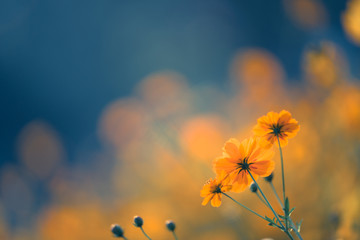 什么品种的月季比较耐阴耐寒