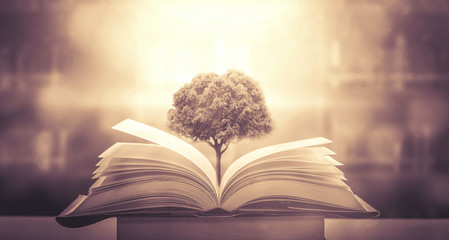 什么品种的月季比较耐阴耐寒