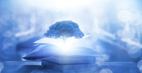 什么品种的月季比较耐阴耐寒