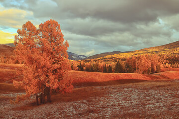 什么品种的月季比较耐阴耐寒