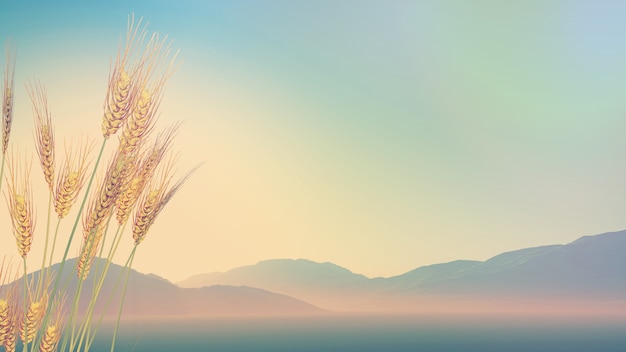 什么品种的月季比较耐阴耐寒